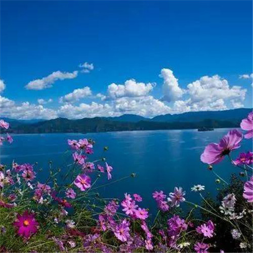 格桑花微信头像