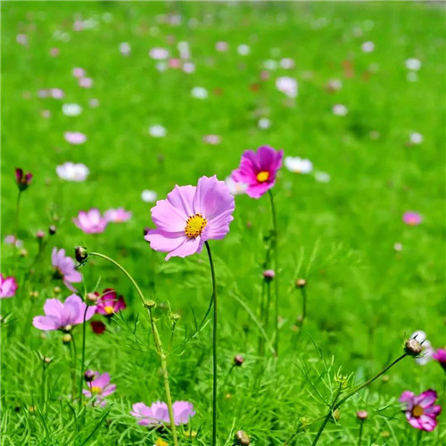 格桑花微信头像