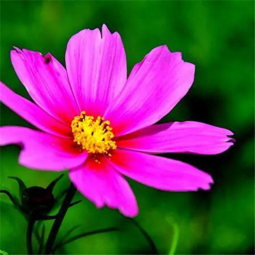 格桑花微信头像