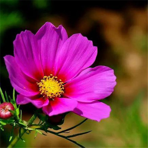 格桑花微信头像