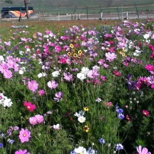 格桑花微信头像