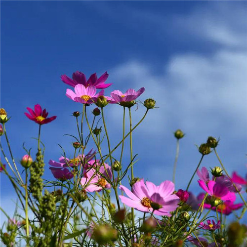 格桑花微信头像