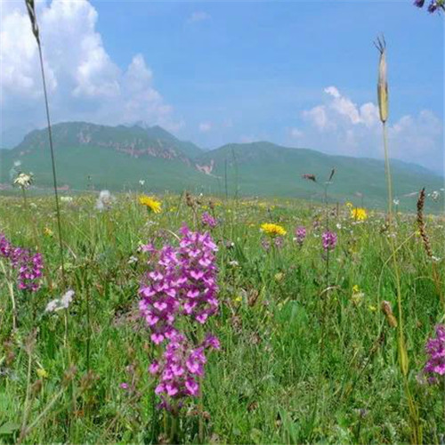 格桑花微信头像