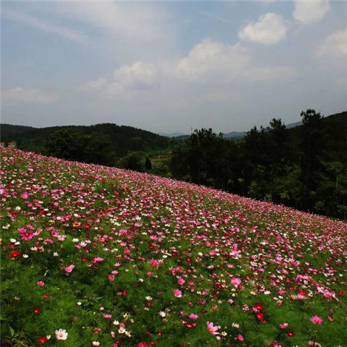 格桑花微信头像