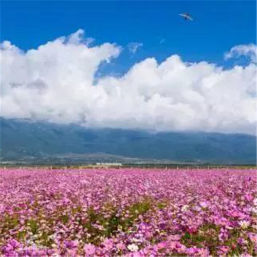 格桑花微信头像