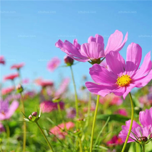 格桑花微信头像