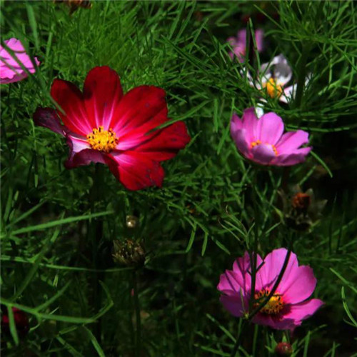 格桑花微信头像
