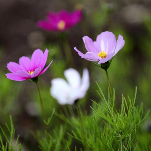 格桑花微信头像