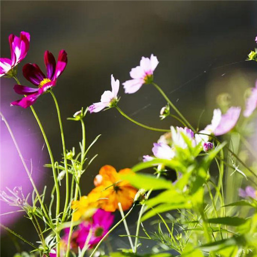 格桑花微信头像
