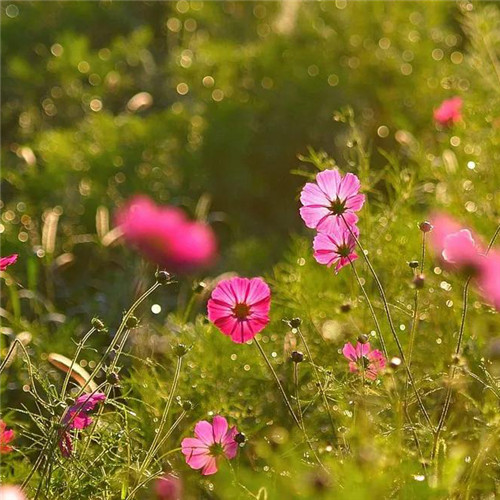 格桑花微信头像
