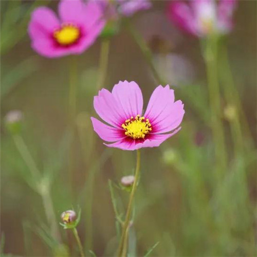 格桑花微信头像