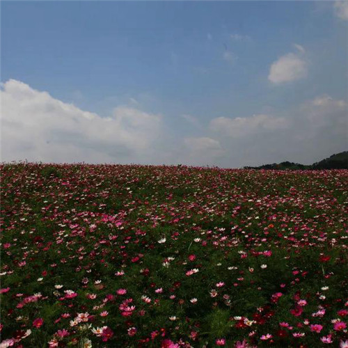 格桑花微信头像