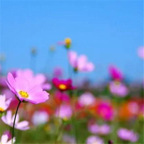 格桑花微信头像