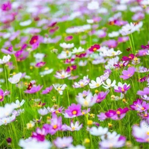 格桑花微信头像