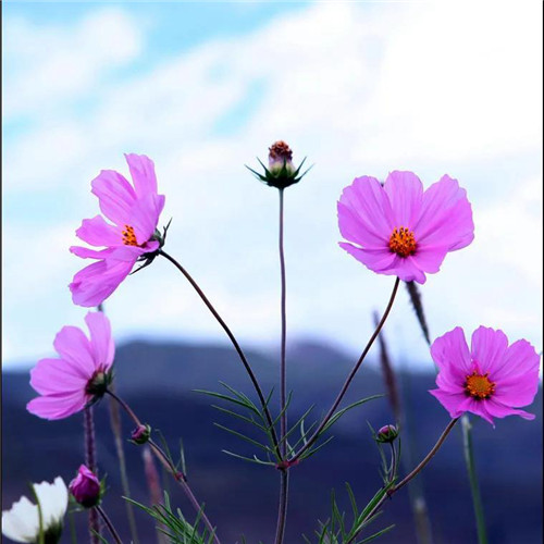 格桑花微信头像