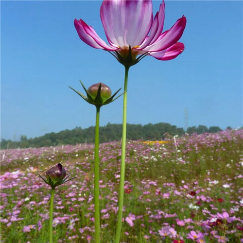 格桑花微信头像