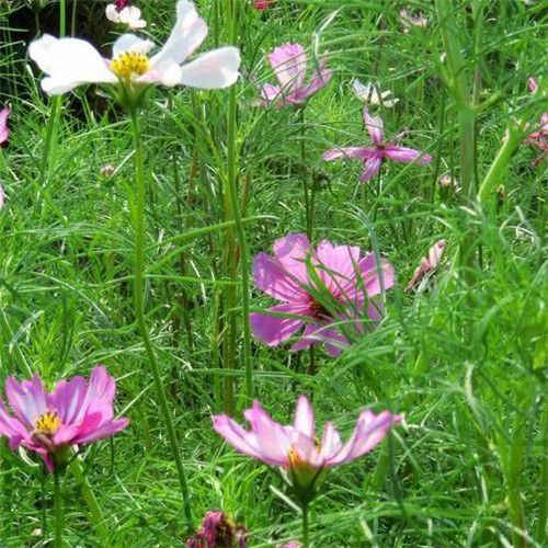 格桑花微信头像