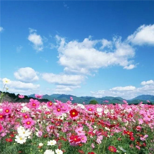 格桑花微信头像