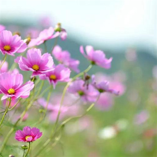 格桑花微信头像