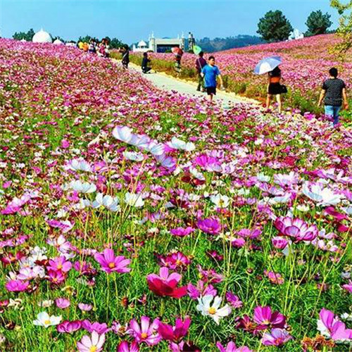 格桑花微信头像