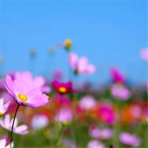 格桑花微信头像
