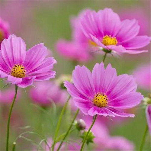 格桑花微信头像