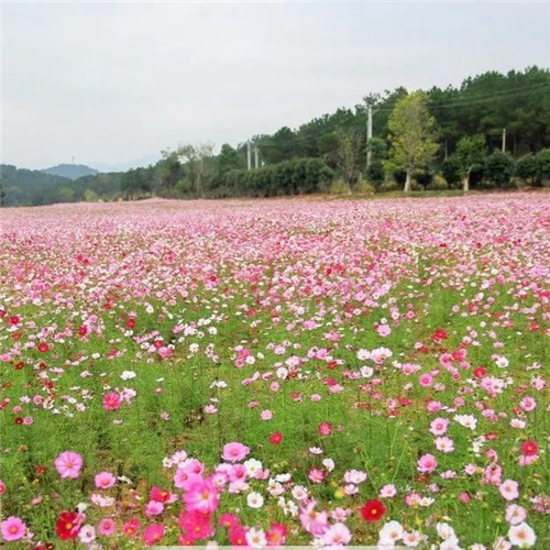 格桑花微信头像