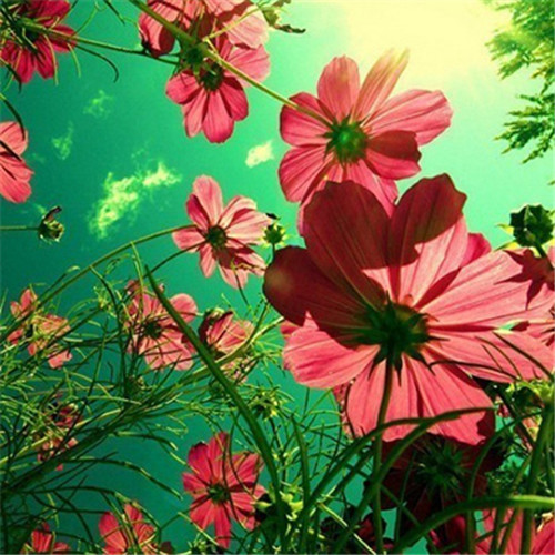 格桑花微信头像