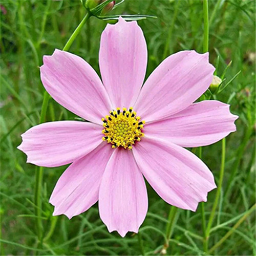 格桑花微信头像