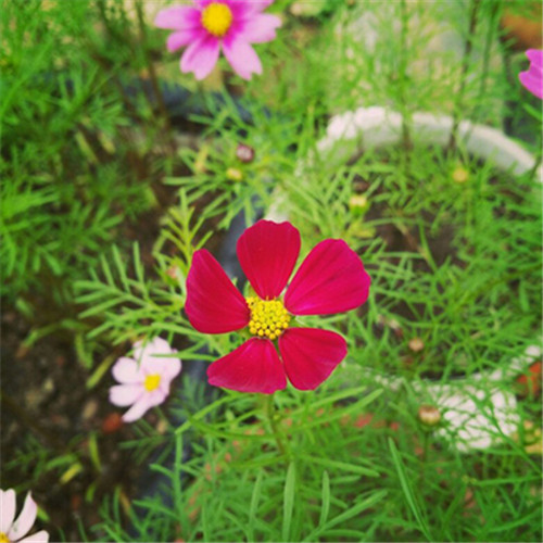 格桑花微信头像