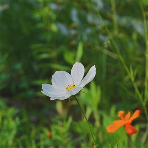 格桑花微信头像