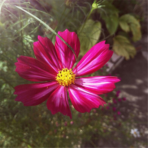 格桑花微信头像