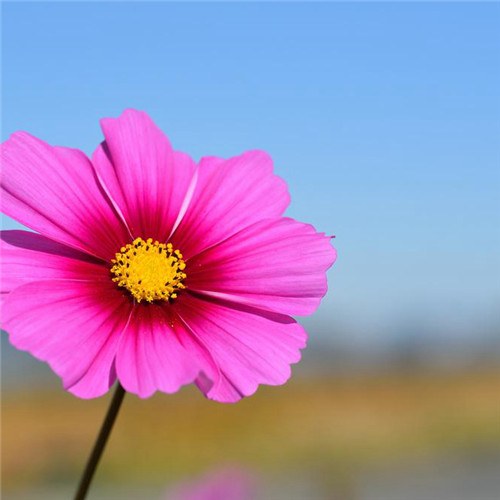 唯美格桑花头像图片