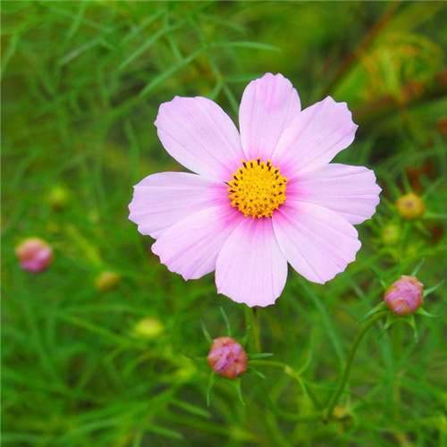 唯美格桑花头像图片