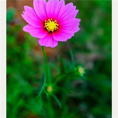唯美格桑花头像图片