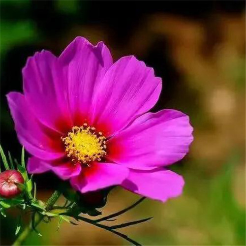 唯美格桑花头像图片