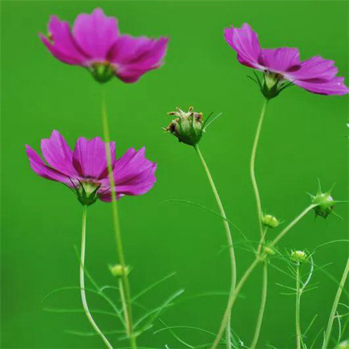 唯美格桑花头像图片