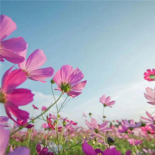 唯美格桑花头像图片