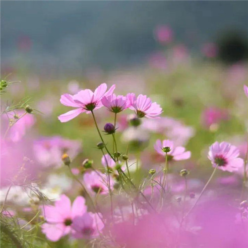 唯美格桑花头像图片