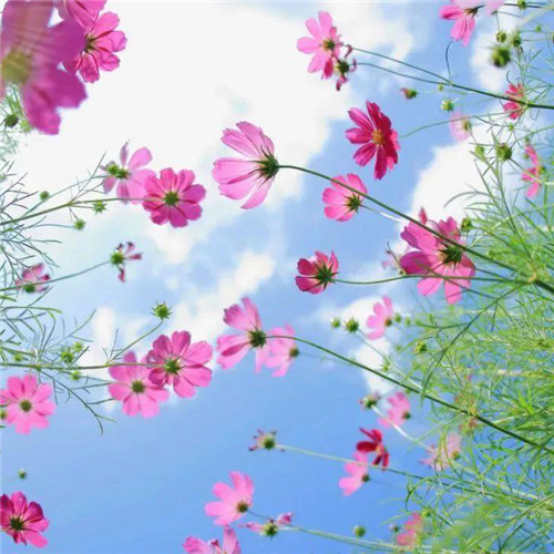 唯美格桑花头像图片