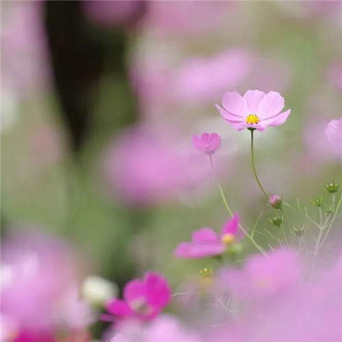 唯美格桑花头像图片
