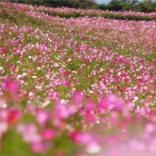 唯美格桑花头像图片
