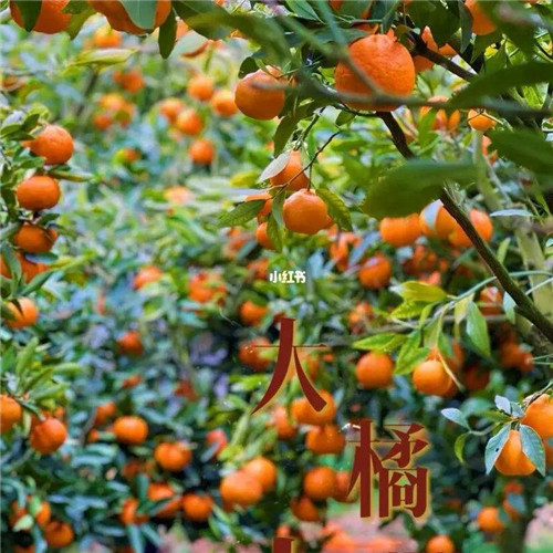 橘子头像图片