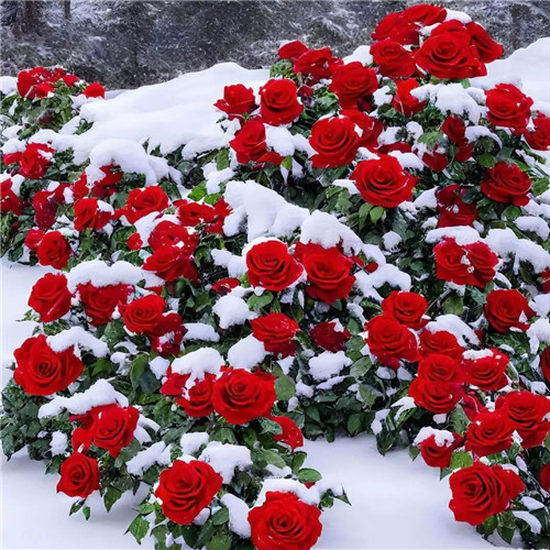 玫瑰花和雪的漂亮风景头像图片