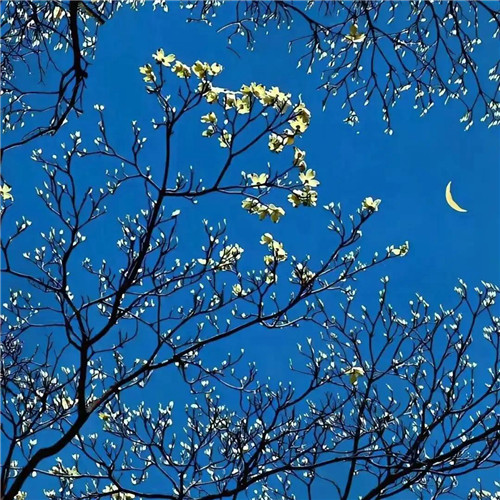 2026精选美丽壁纸背景图片头像