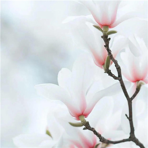 妖艳欲滴的花朵唯美头像图片