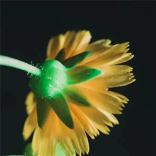 妖艳欲滴的花朵唯美头像图片