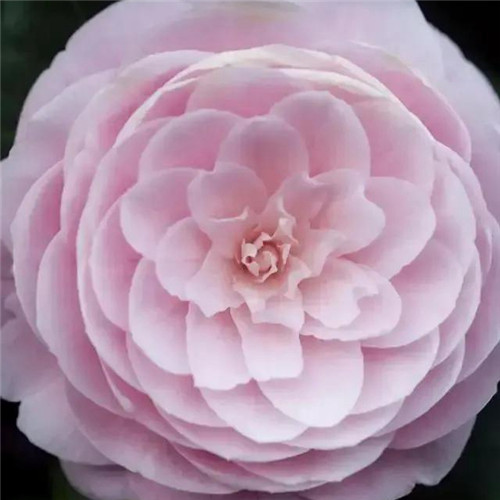 妖艳欲滴的花朵唯美头像图片