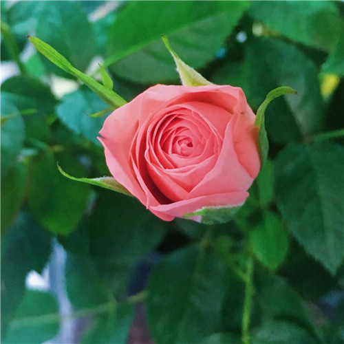 妖艳欲滴的花朵唯美头像图片