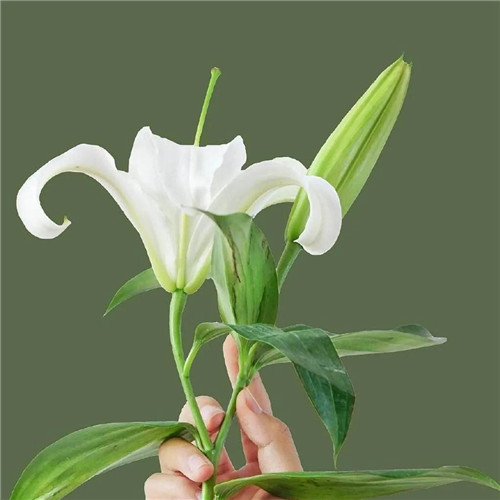 妖艳欲滴的花朵唯美头像图片